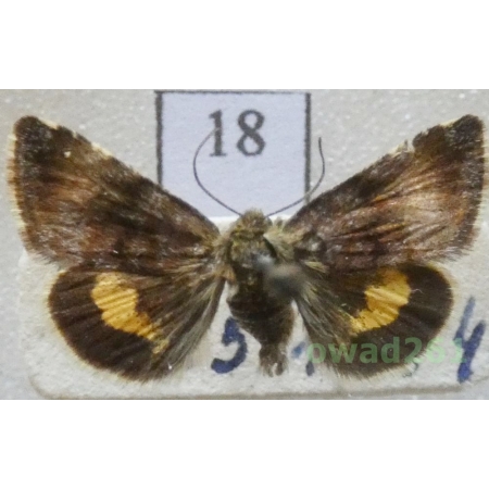 Panemeria tenebrata (Scopoli, 1763) Czech18
